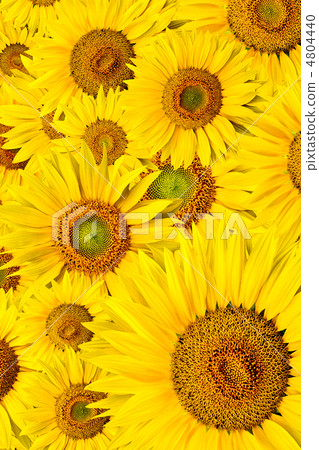 sunflower background 4804440