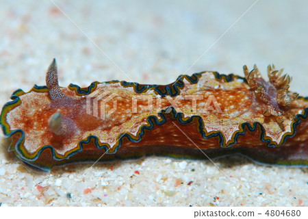 Nuushi Nuushi 4804680