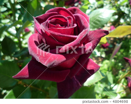 黑色百家樂 4804698