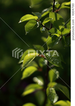 Fresh green shining in morning dew 4804780