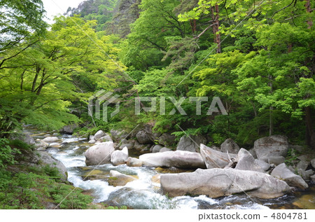Shinko gorge of fresh green Shinko gorge of fresh green 4804781