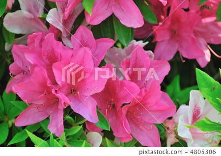 Omurasaki Azalea Omurasaki Azalea 4805306