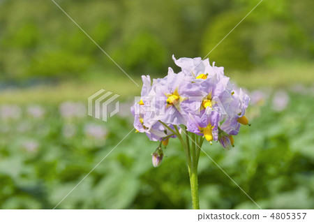 Potato flowers 4805357