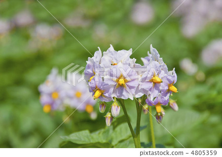 Potato flowers 4805359