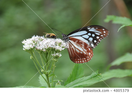 Asagi Madara Butterfly and Fuji Bakama flower Asagi Madara Butterfly and Fuji Bakama flower 4805379