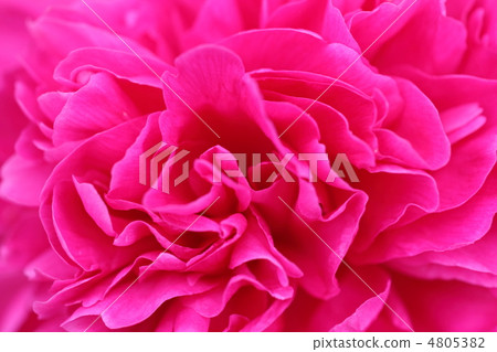 提升一朵明亮的紅色豌豆花 4805382