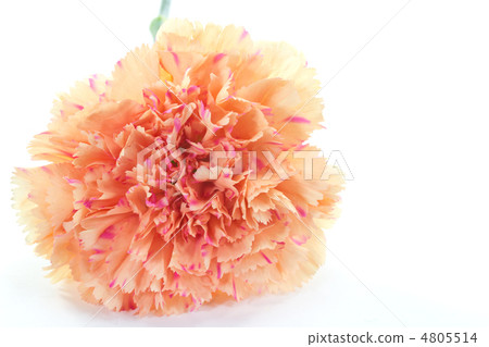 Pink carnation Pink carnation 4805514