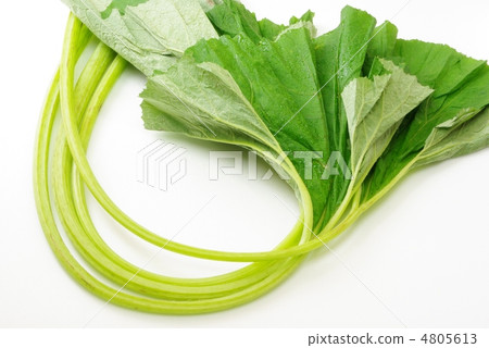 款冬 款冬 4805613