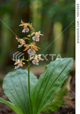 Evinerin Evinerin 4805668