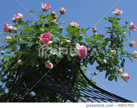 Pierre de Ronsar 4805705