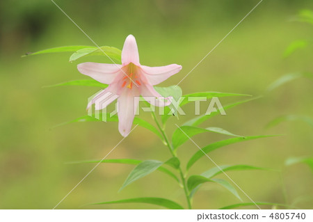 小百合公主 小百合公主 4805740