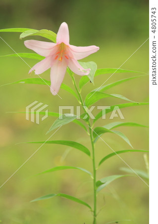 小百合公主 4805743