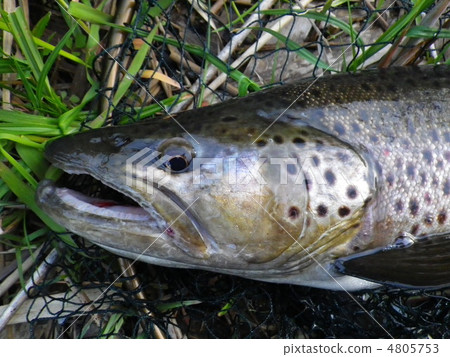千歲河的褐鱒魚 千歲河的褐鱒魚 4805753