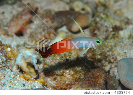 HATATATEHAZE 4805754