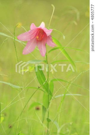 小百合公主 4805777