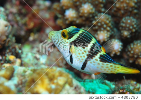 Tatejima Kinkaku擁抱 4805780