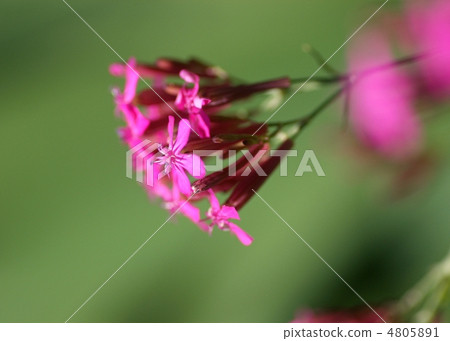 Musi Trinadesico 1 4805891