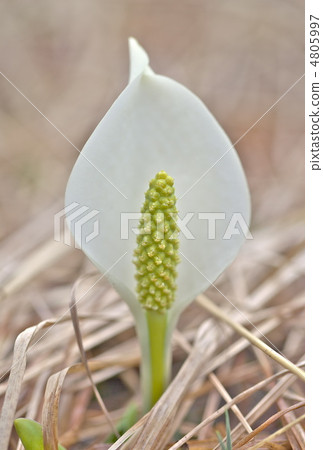 Kagoshu Mizuhara的Water Basho 4805997