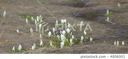 Kagoshu Mizuhara的Water Basho Kagoshu Mizuhara的Water Basho 4806001