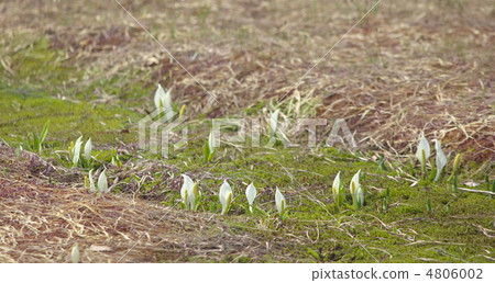 Kagoshu Mizuhara的Water Basho 4806002