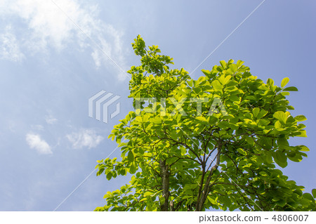 玉鈴花 玉鈴花 4806007