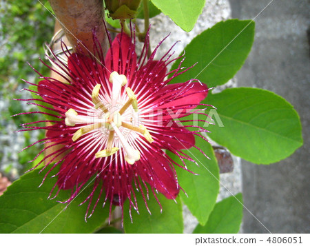 Safflower bonito Safflower bonito 4806051