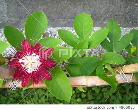 紅花鰹魚 紅花鰹魚 4806053