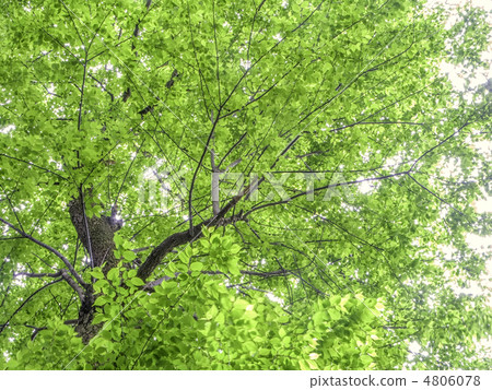 Fresh green of Inuzakura Fresh green of Inuzakura 4806078