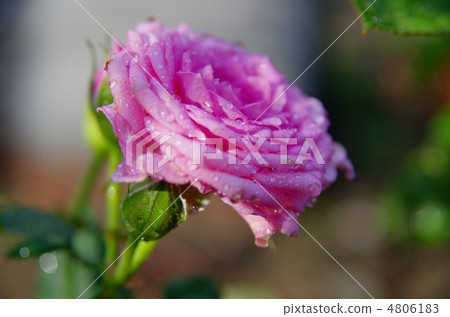 戴著珠寶的玫瑰 4806183