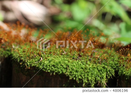 孢子囊的苔蘚 4806196
