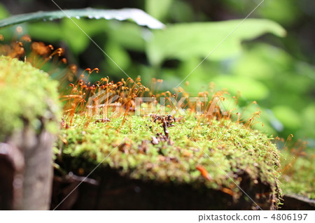 孢子囊的苔蘚 孢子囊的苔蘚 4806197