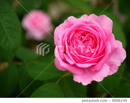 格特魯德傑基爾 4806249