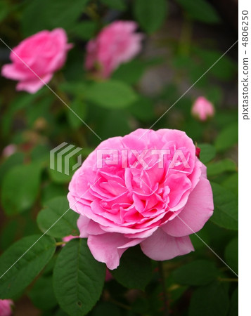 Gertrude Jekyll（垂直） 4806250