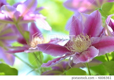 Clematis Clematis 4806361
