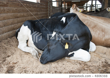 Cattle cow 4806388
