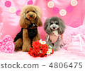 玩具貴賓犬情人節 4806475