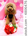 玩具貴賓犬情人節 4806476