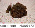 玩具貴賓犬小狗 4806478