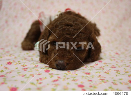 玩具貴賓犬小狗 4806478