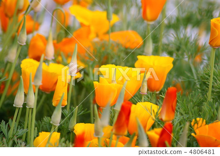加州罌粟 4806481