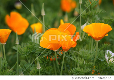 California poppy 4806486