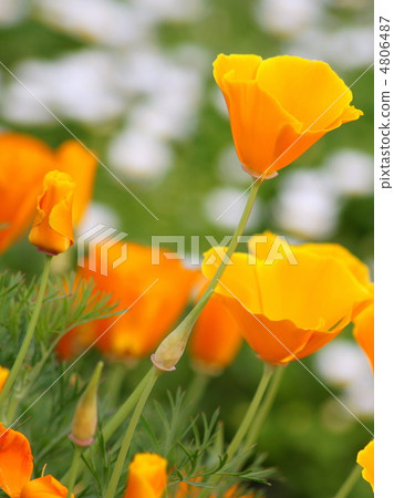 加州罌粟 4806487