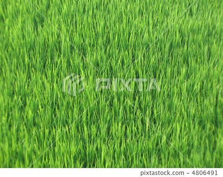 青田 青田 4806491