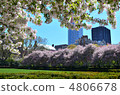 Cherry Blossoms	 4806678