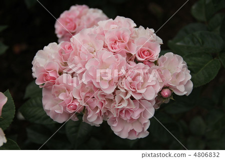 玫瑰Cerezo 4806832