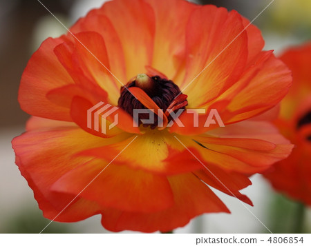 Ranunculus Flower 4806854
