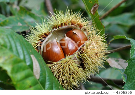 Chestnut  4806896
