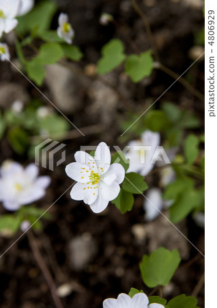 Baikarat crustacea Baikarat crustacea 4806929