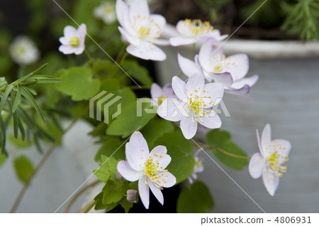 Baikarat crustacea 4806931