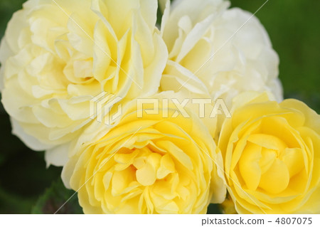 玫瑰花朵（金色邊框） 4807075